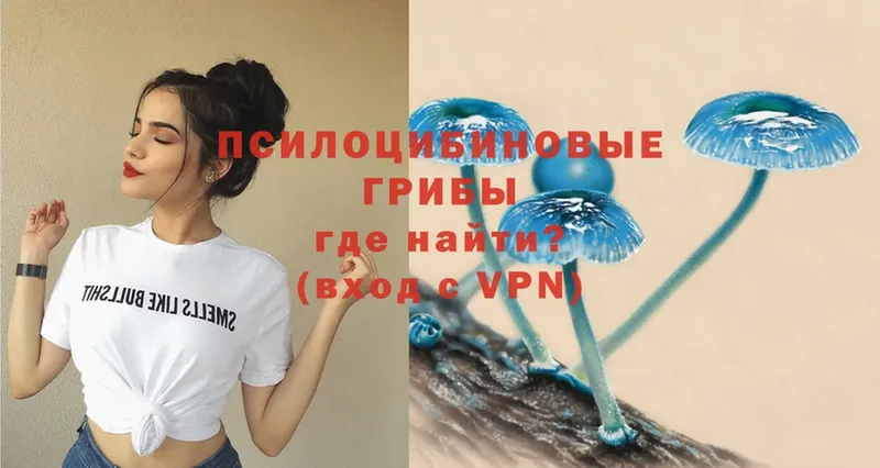 Псилоцибиновые грибы Psilocybe  Афипский 